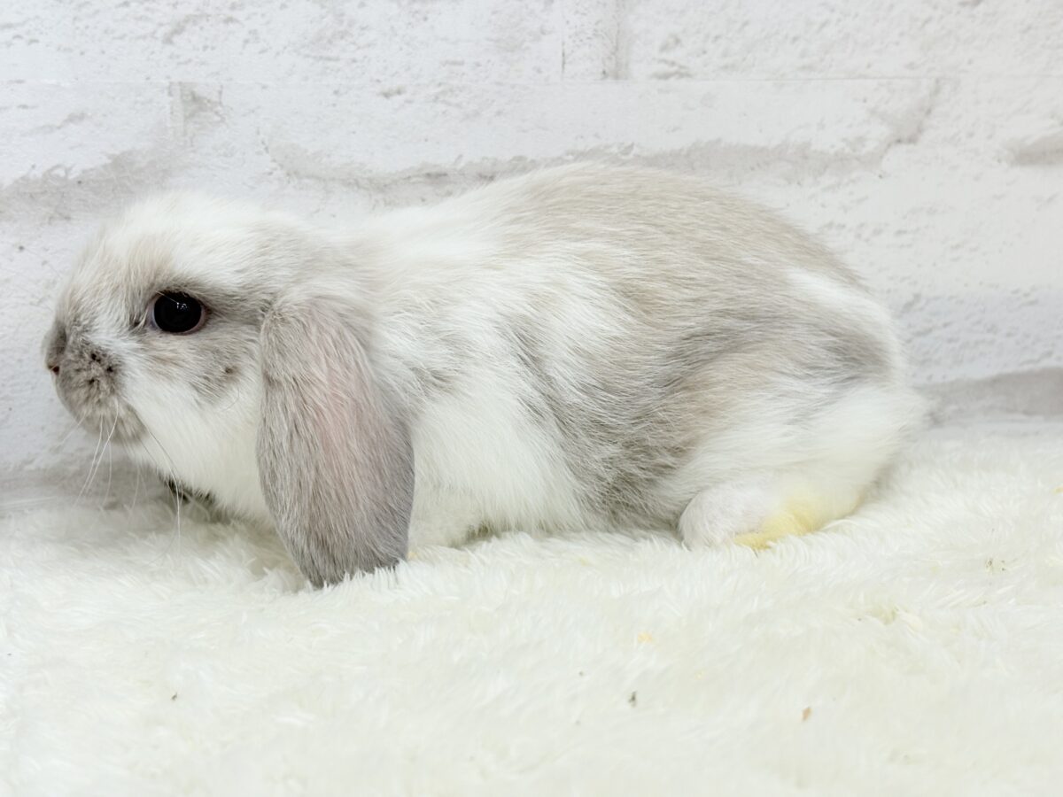 もふもふっと🐰💭うさうさフェア〜🌿🫧 説明画像です