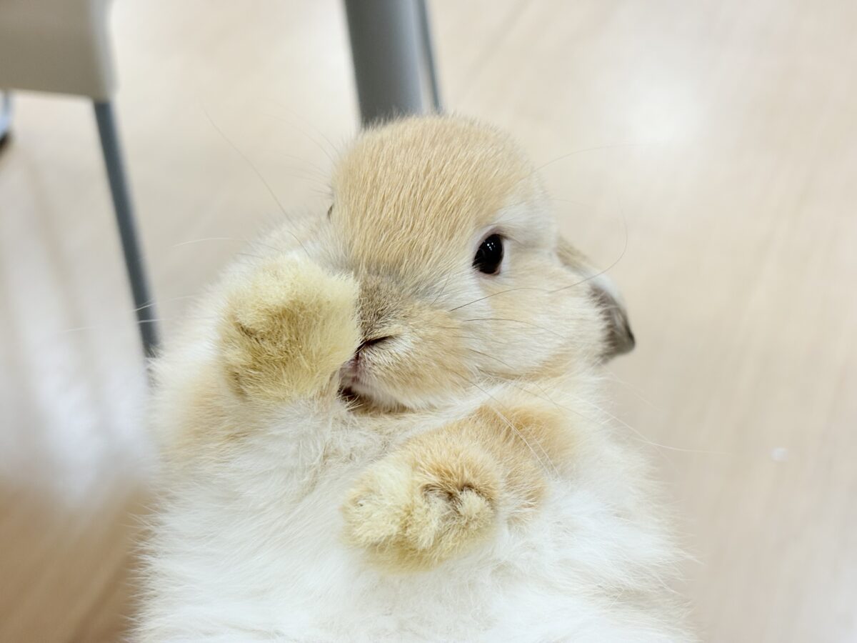 説明画像です