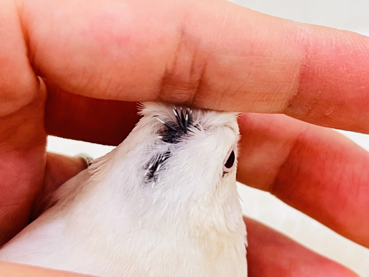 薄い銀色カラー✨🩶珍しいシルバーイノ文鳥の雛が入舎しました! シルバーイノ文鳥