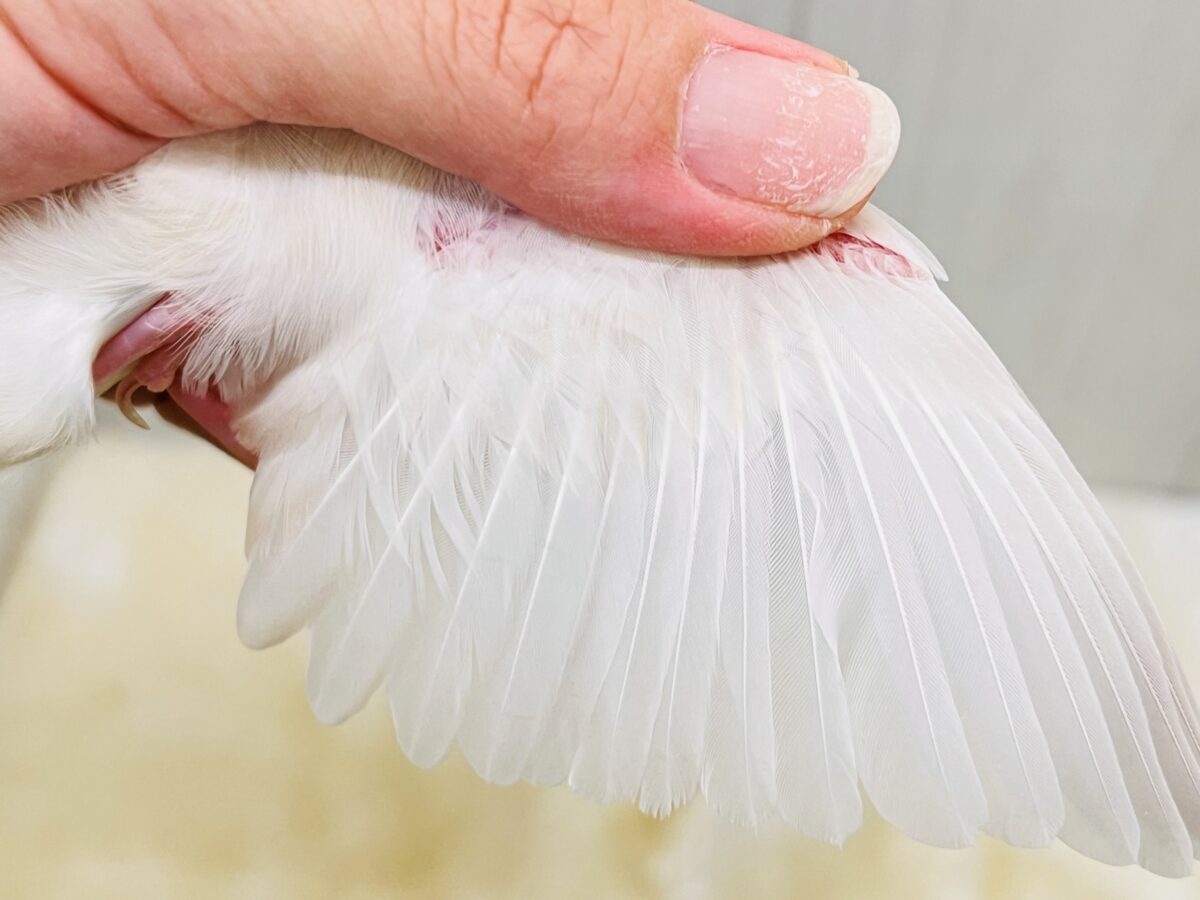 薄い銀色カラー✨🩶珍しいシルバーイノ文鳥の雛が入舎しました! シルバーイノ文鳥