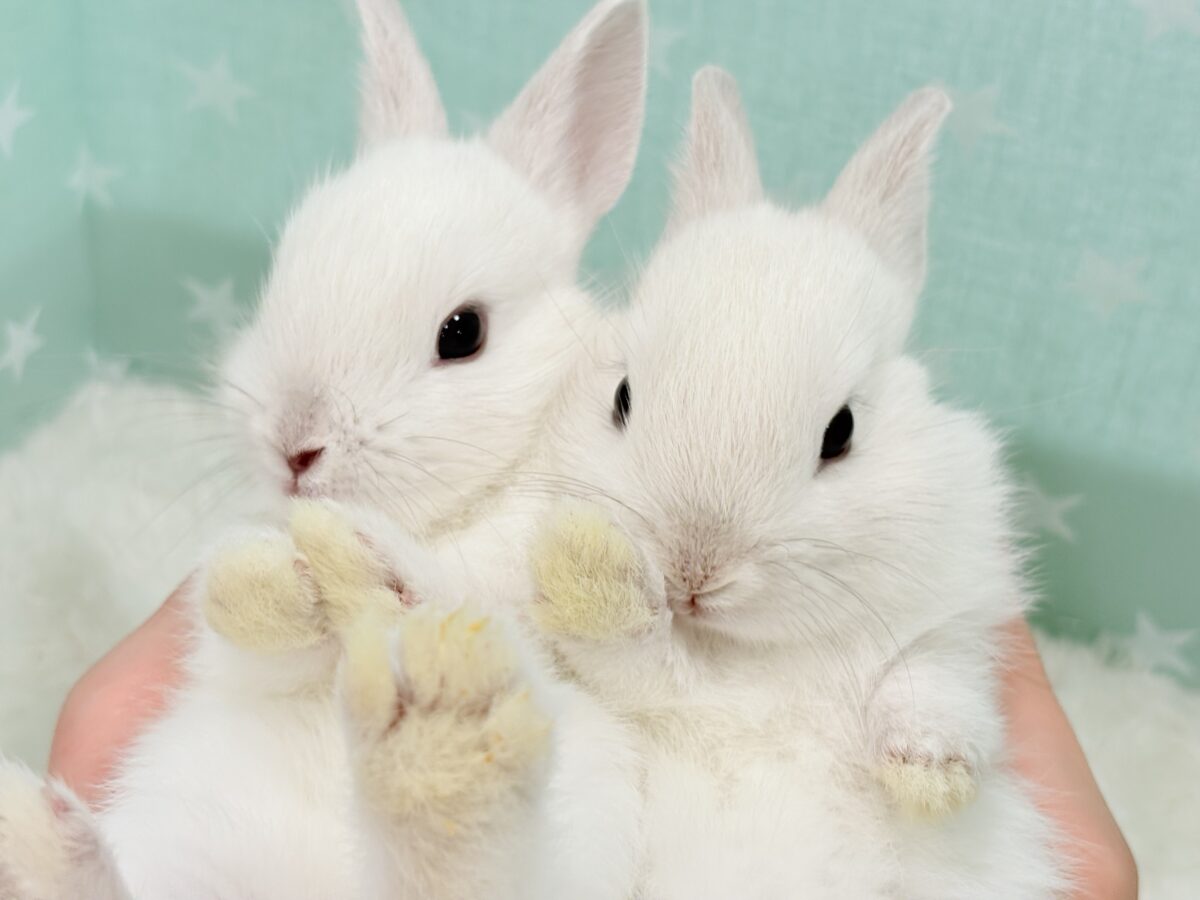 もふもふっと🐰💭うさうさフェア〜🌿🫧 説明画像です