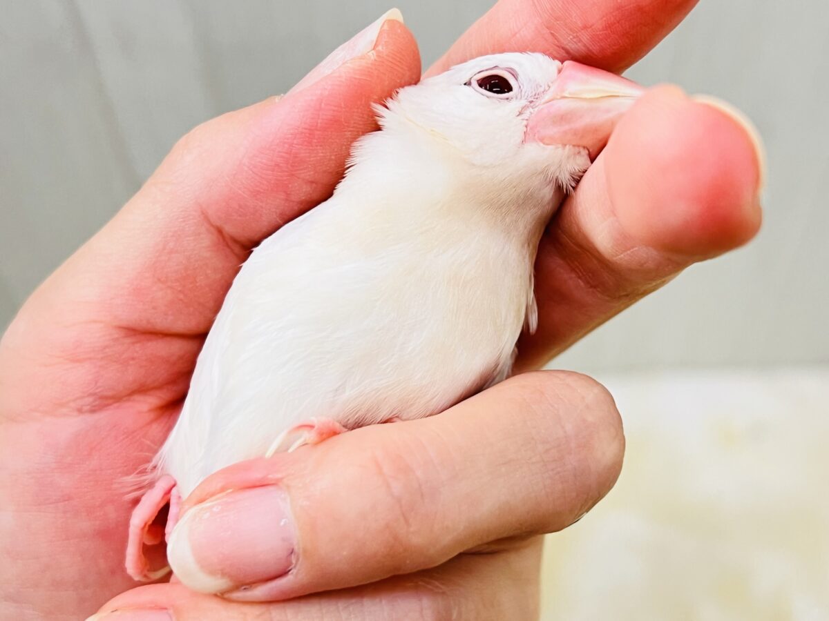 薄い銀色カラー✨🩶珍しいシルバーイノ文鳥の雛が入舎しました! シルバーイノ文鳥