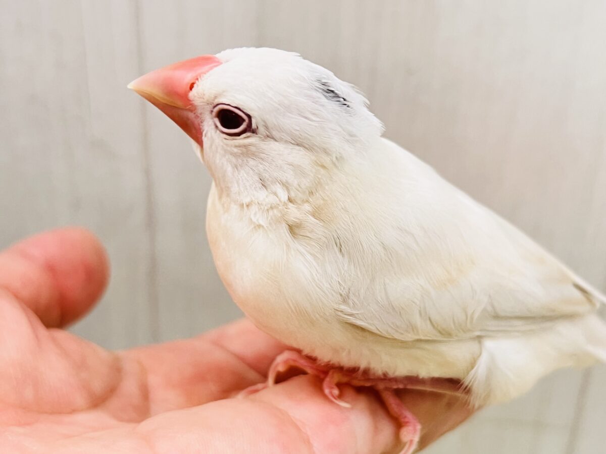薄い銀色カラー✨🩶珍しいシルバーイノ文鳥の雛が入舎しました! シルバーイノ文鳥