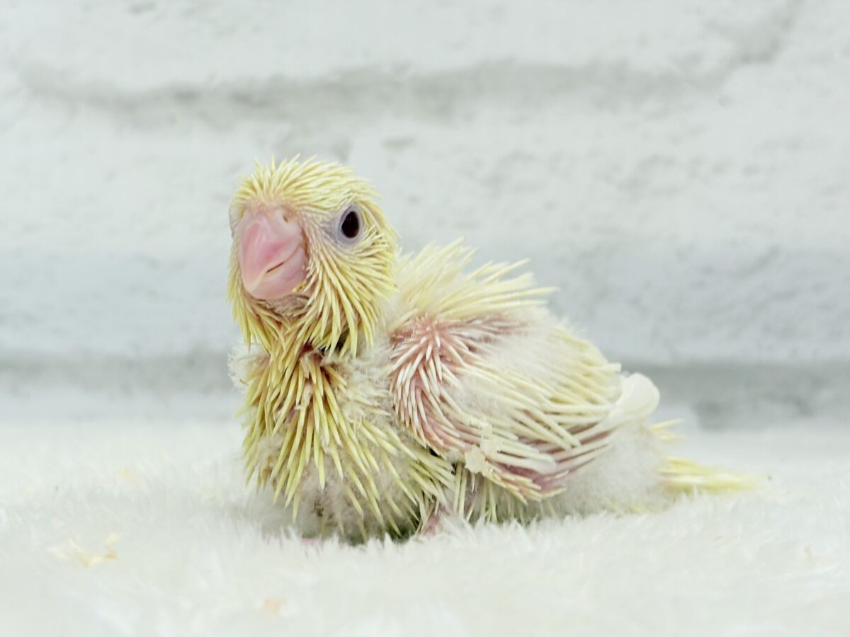 サザナミインコ