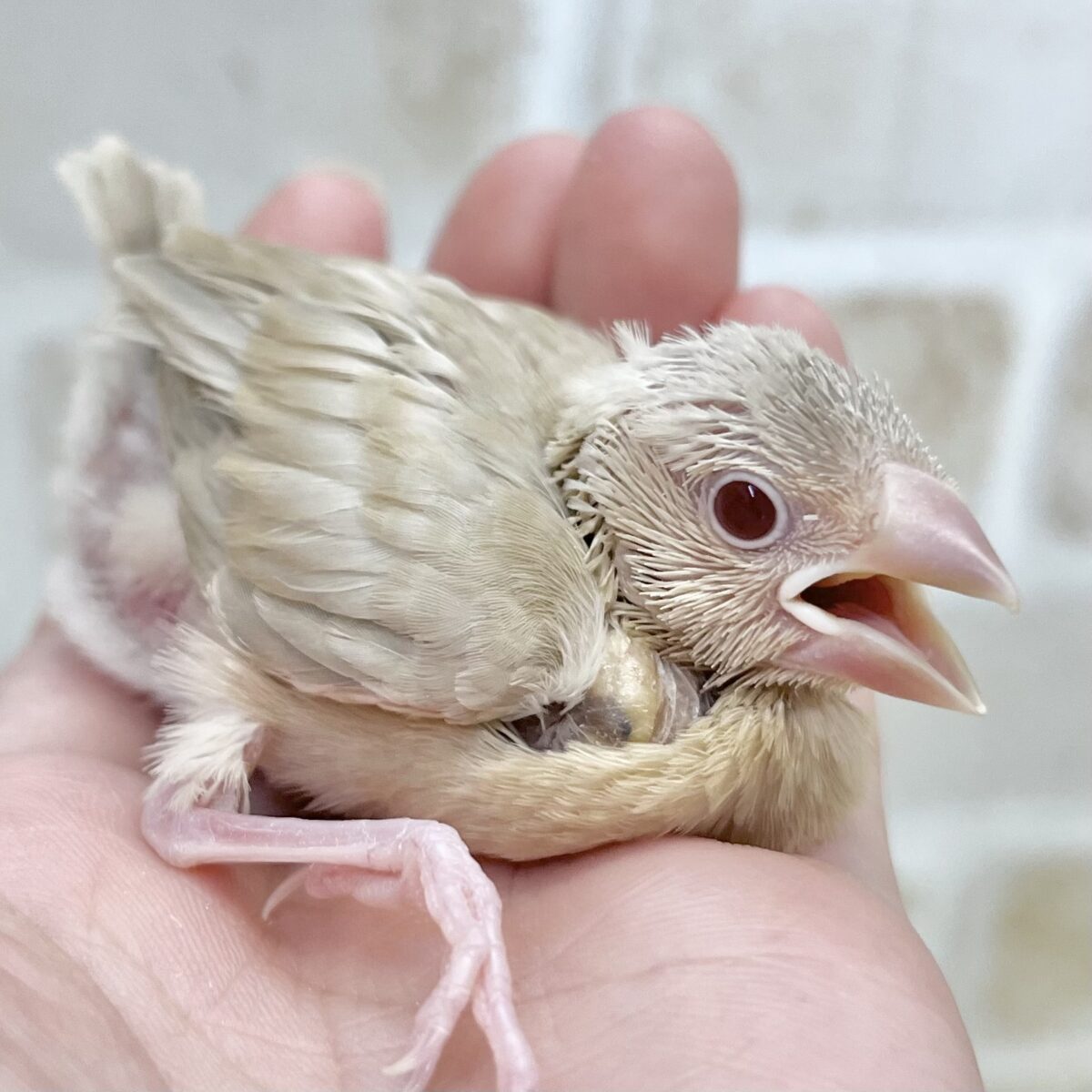 ほこほこシナモン☺️☕️✨ シナモン文鳥 ほこほこシナモン☺️☕️✨ シナモン文鳥