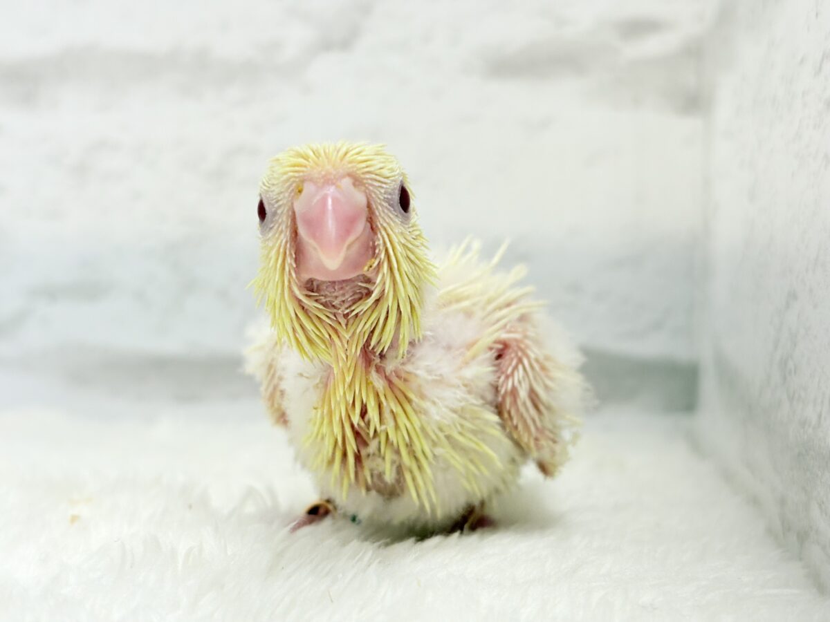 サザナミインコ