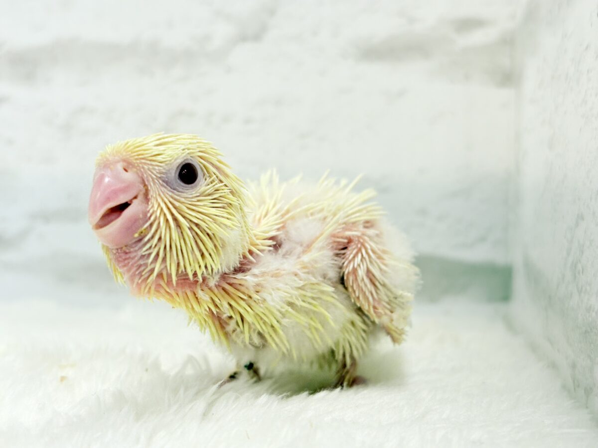 サザナミインコ