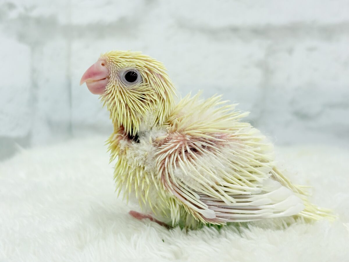 サザナミインコ
