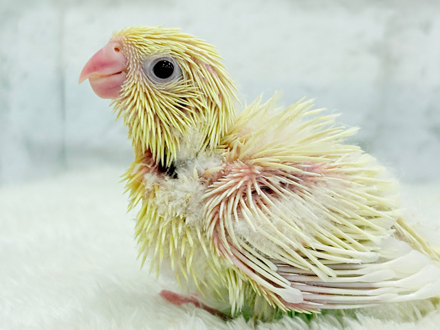 ふんわり柔らかクリーミー🐣🧁サザナミインコ(クリームイノ) ヒナ