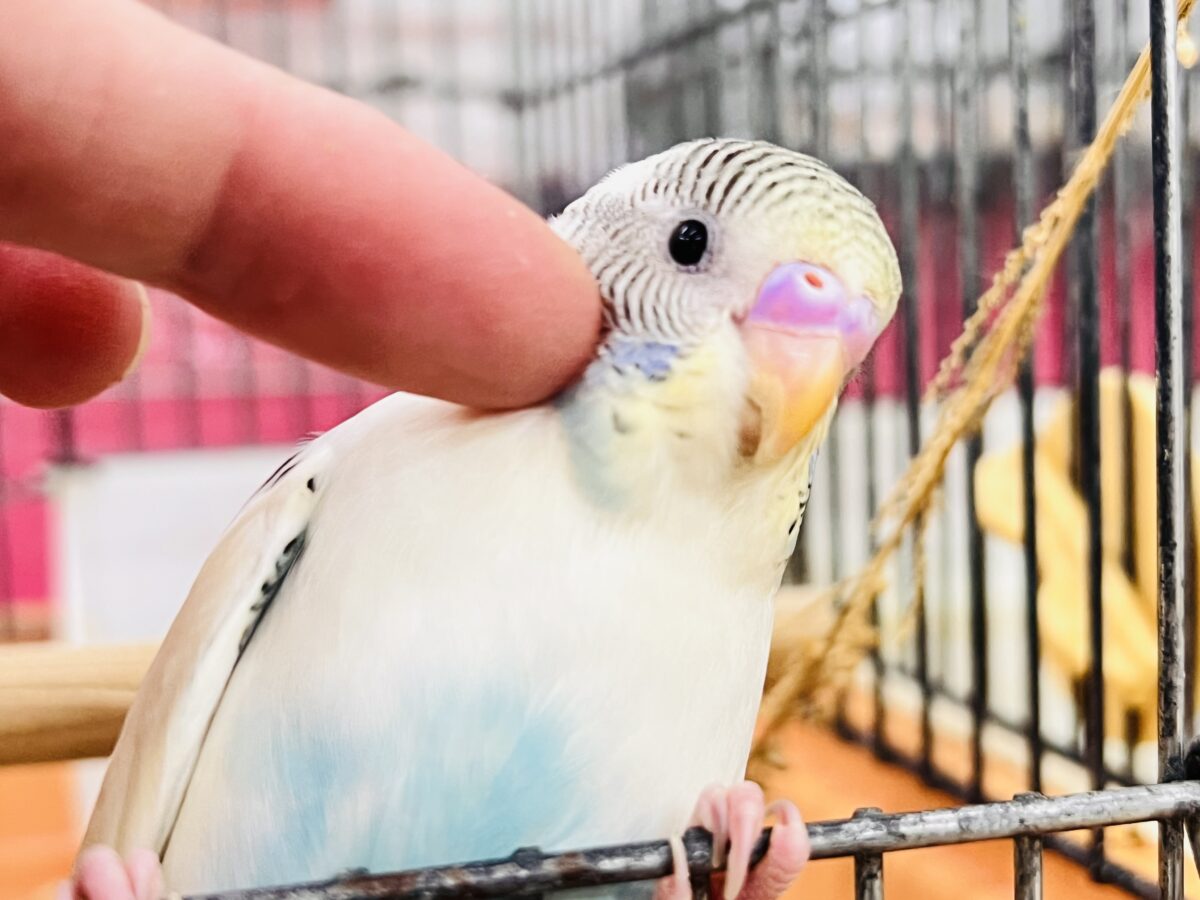 7/25更新☆キャラクター性のある明るい性格のセキセイインコ(クリームハルクイン)💕 セキセイインコ