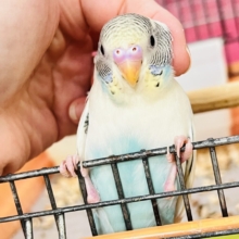 7/25更新☆キャラクター性のある明るい性格のセキセイインコ(クリームハルクイン)💕
