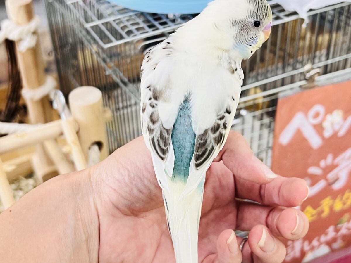 7/25更新☆キャラクター性のある明るい性格のセキセイインコ(クリームハルクイン)💕 セキセイインコ