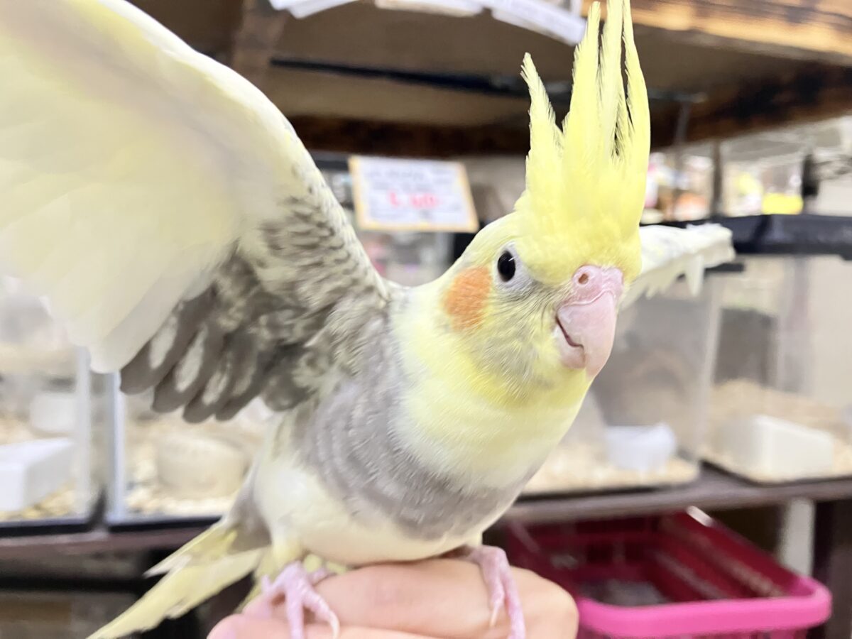 きらきら包んで✨🎀みるきぃカーテン🎀オカメインコ(パールパイド/2026年3月生まれ) きらきら包んで✨🎀みるきぃカーテン🎀オカメインコ(パールパイド/2026年3月生まれ)
