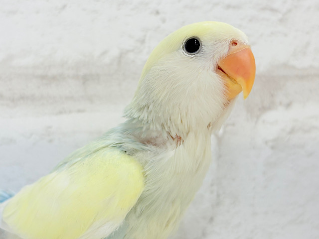 【最新画像更新🪄】レモンクリーム全部乗せ🐣🧁コザクラインコ(ブルーチェリーオパーリンパイド) ヒナ