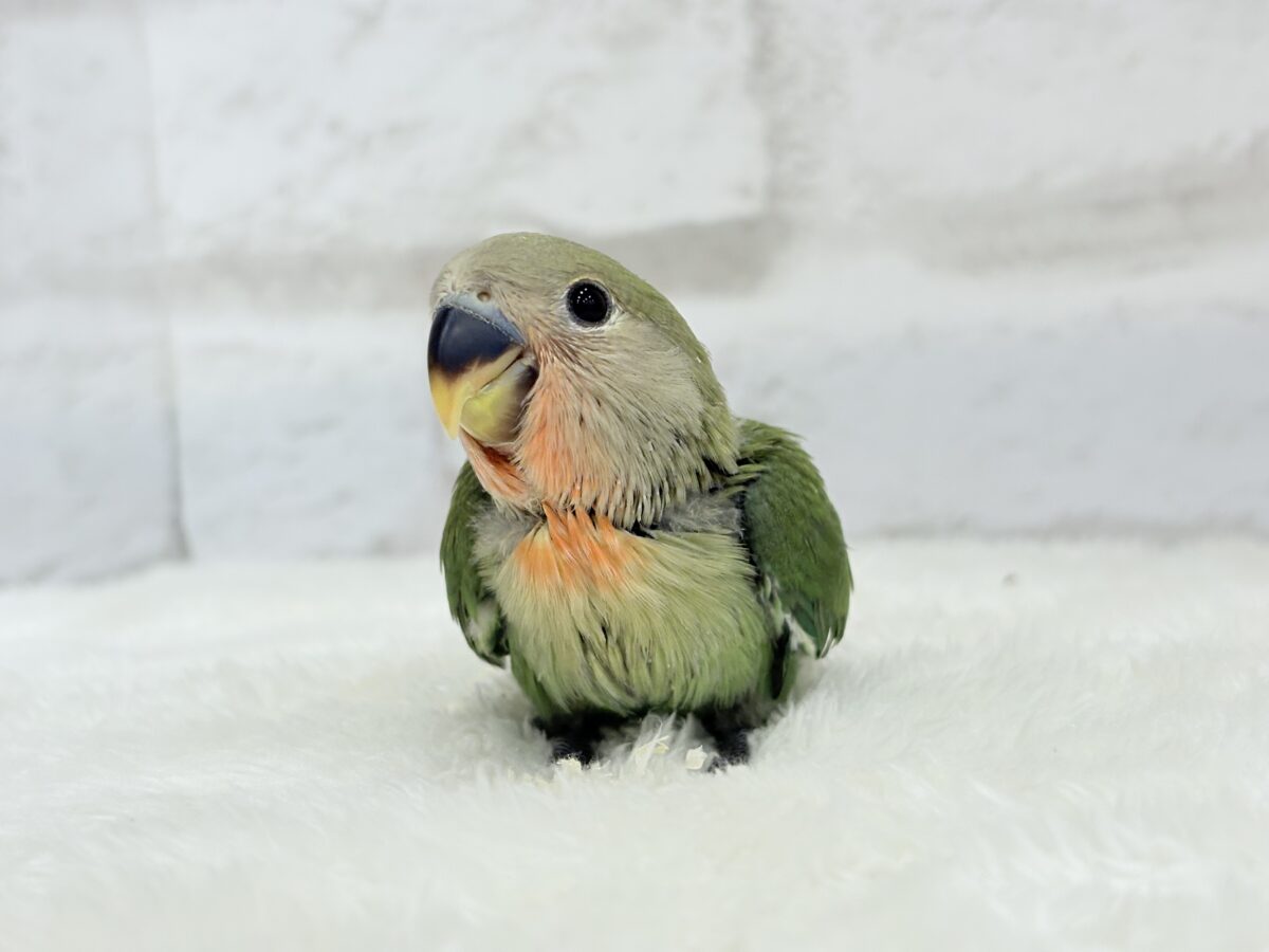 コザクラインコ（小桜インコ）