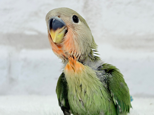 【最新画像更新】うるきゅるのおめめがたまらん♡♡コザクラインコ(ノーマル) ヒナ