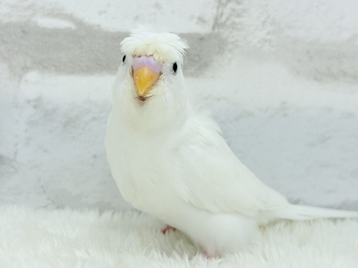 梵天セキセイインコ