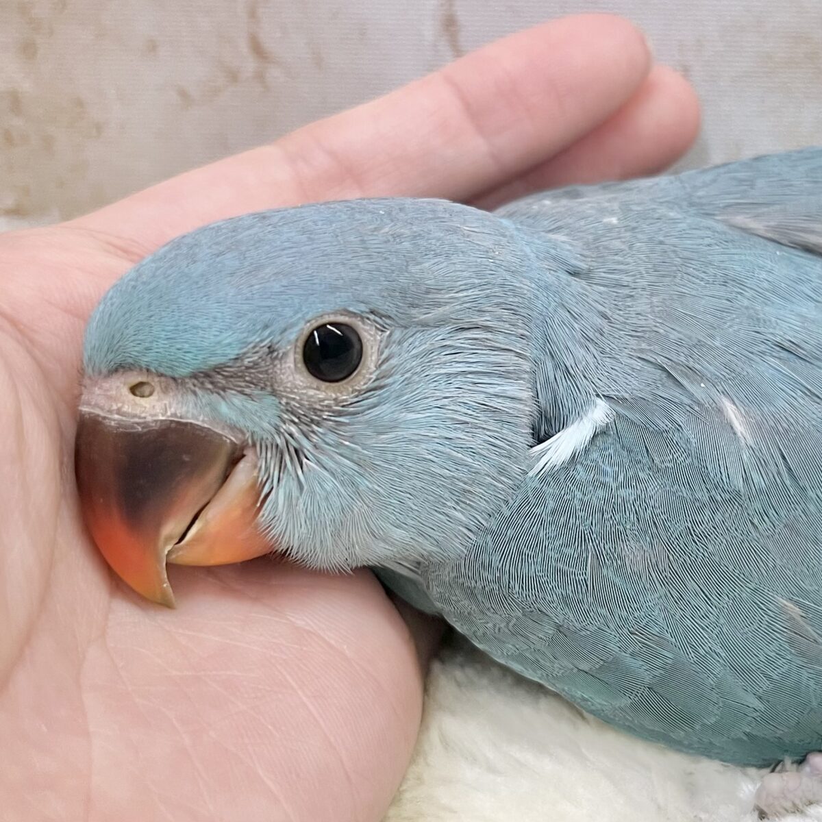 目指せおしゃべりバード🦜🩵✨ ワカケホンセイインコ(ブルー) 目指せおしゃべりバード🦜🩵✨ ワカケホンセイインコ(ブルー)