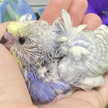 🌀MIRACLEｸﾙｸﾙ🌀バタフライピ〜🦋.*˚🫖羽衣セキセイインコ(レインボー/2026年5月生まれ)