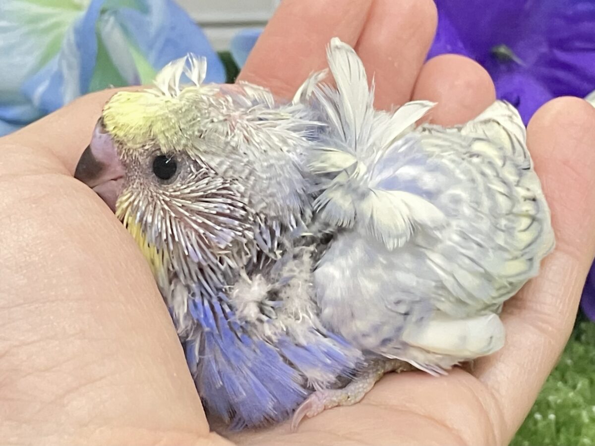 🌀MIRACLEｸﾙｸﾙ🌀バタフライピ〜🦋.*˚🫖羽衣セキセイインコ(レインボー/2026年5月生まれ)