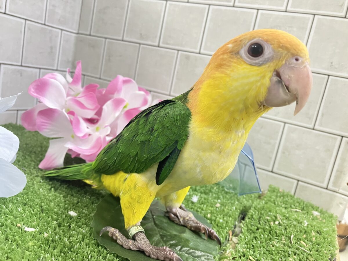 シロハラインコ