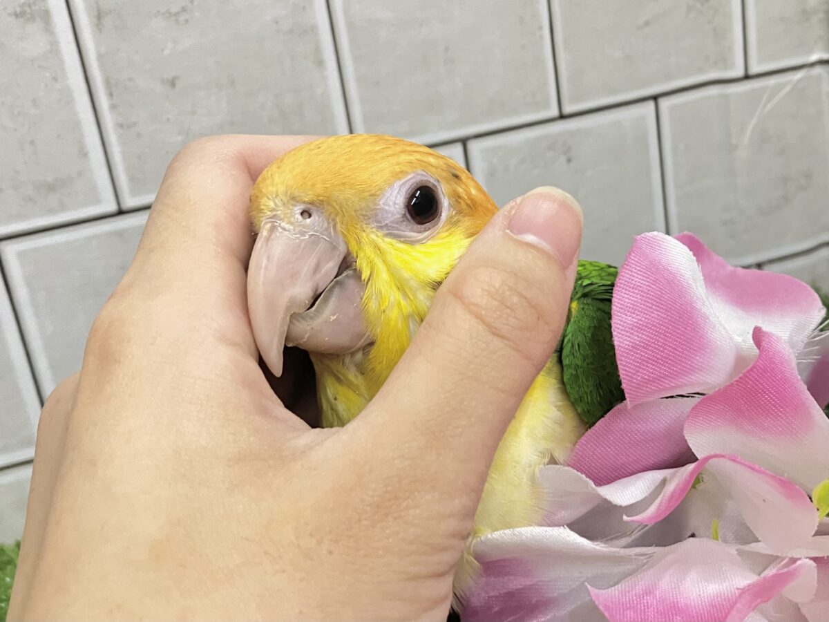 シロハラインコ
