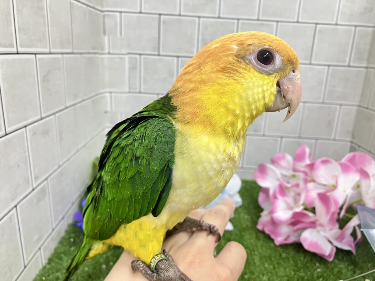 シロハラインコ