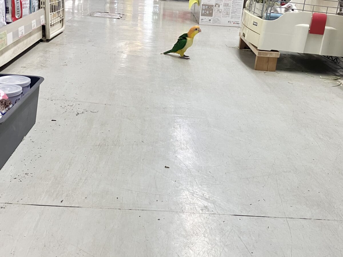 シロハラインコ