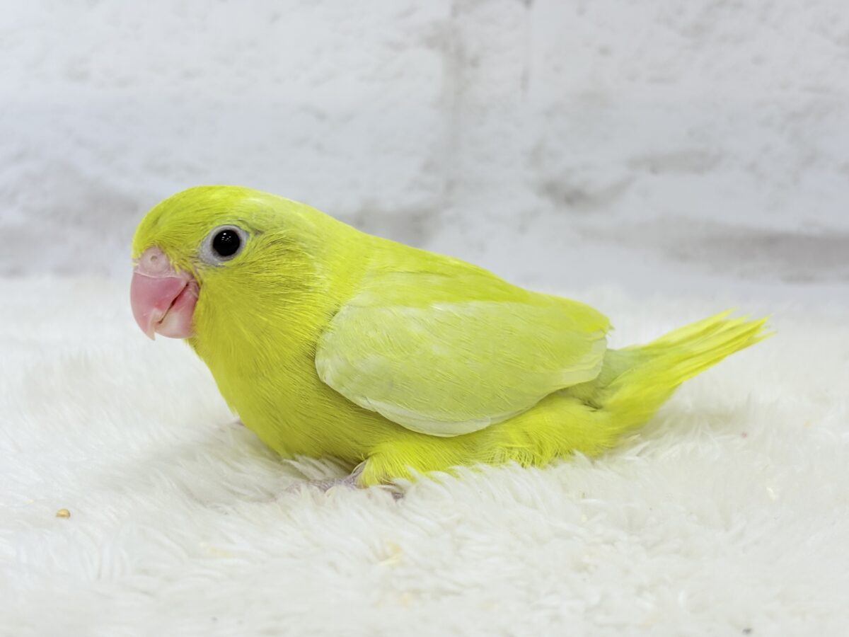 【最新画像更新🪄ひとり餌になりました☆】絶世の美マメがやってきた🐣🫛💖マメルリハ(アメリカンイエロー) 女の子 ヒナ マメルリハ