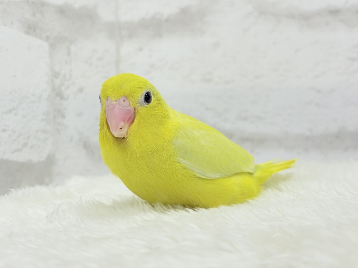 【最新画像更新🪄ひとり餌になりました☆】絶世の美マメがやってきた🐣🫛💖マメルリハ(アメリカンイエロー) 女の子 ヒナ マメルリハ