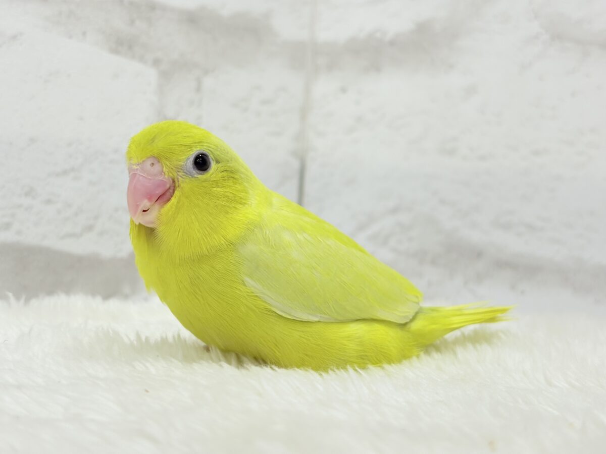 【最新画像更新🪄ひとり餌になりました☆】絶世の美マメがやってきた🐣🫛💖マメルリハ(アメリカンイエロー) 女の子 ヒナ マメルリハ