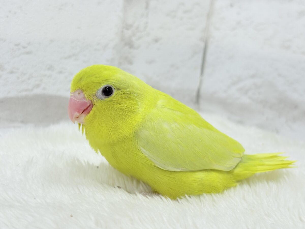 【最新画像更新🪄ひとり餌になりました☆】絶世の美マメがやってきた🐣🫛💖マメルリハ(アメリカンイエロー) 女の子 ヒナ マメルリハ