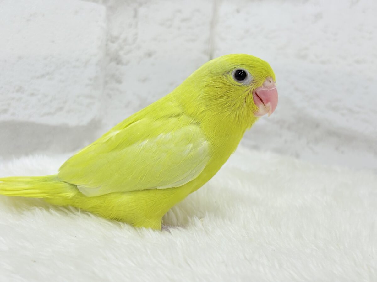 【最新画像更新🪄ひとり餌になりました☆】絶世の美マメがやってきた🐣🫛💖マメルリハ(アメリカンイエロー) 女の子 ヒナ マメルリハ
