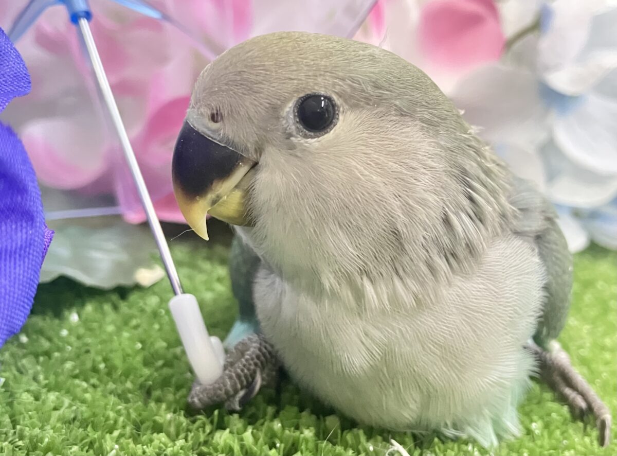 kirakira凛と∗*゚森の木漏れ日ᐟᐟ🌳⋆⁎コザクラインコ(色変わり/2026年5月中旬生まれ) コザクラインコ(小桜インコ)