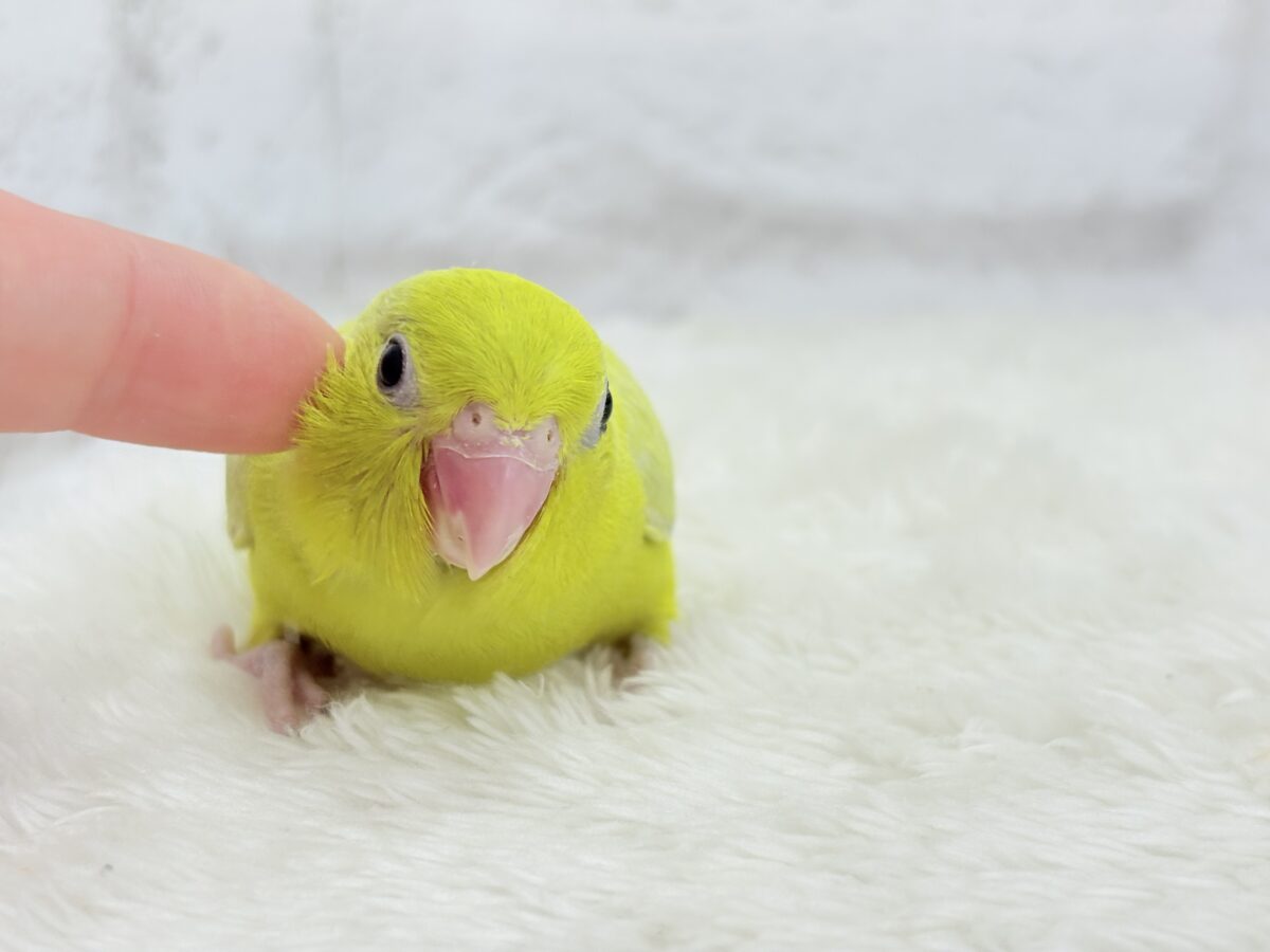 【最新画像更新🪄ひとり餌になりました☆】絶世の美マメがやってきた🐣🫛💖マメルリハ(アメリカンイエロー) 女の子 ヒナ マメルリハ