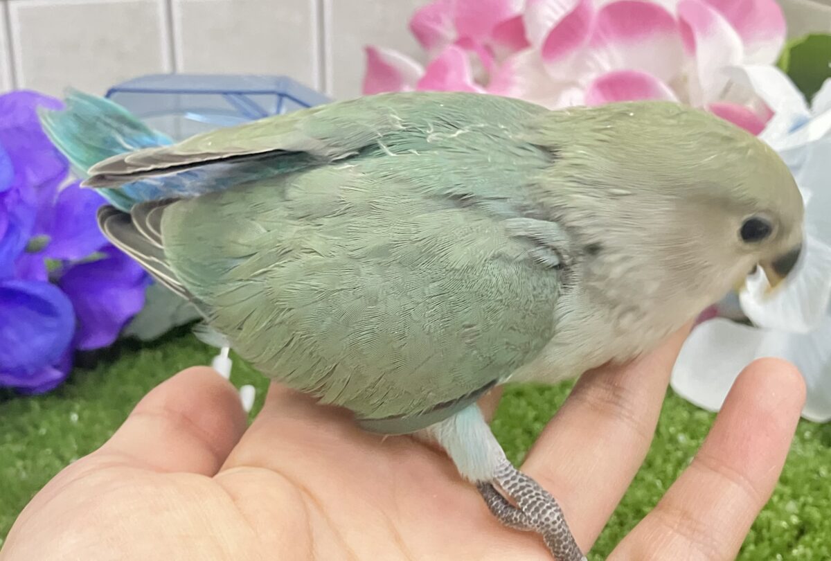 kirakira凛と∗*゚森の木漏れ日ᐟᐟ🌳⋆⁎コザクラインコ(色変わり/2026年5月中旬生まれ) コザクラインコ(小桜インコ)