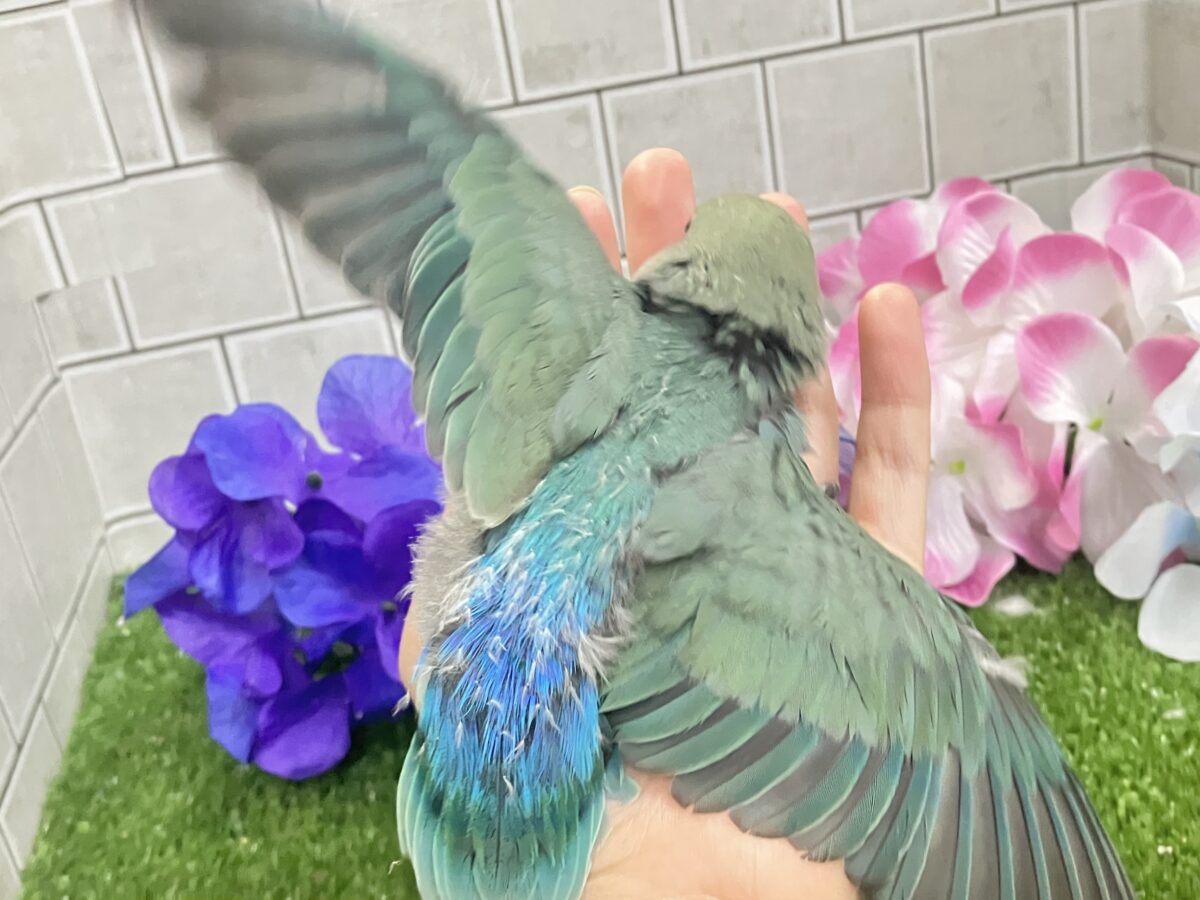 kirakira凛と∗*゚森の木漏れ日ᐟᐟ🌳⋆⁎コザクラインコ(色変わり/2026年5月中旬生まれ) コザクラインコ(小桜インコ)
