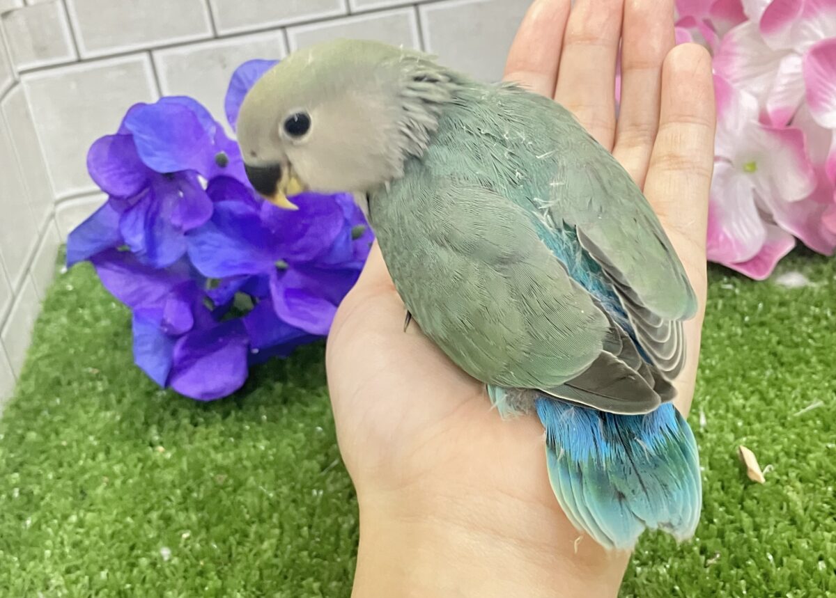 kirakira凛と∗*゚森の木漏れ日ᐟᐟ🌳⋆⁎コザクラインコ(色変わり/2026年5月中旬生まれ) コザクラインコ(小桜インコ)