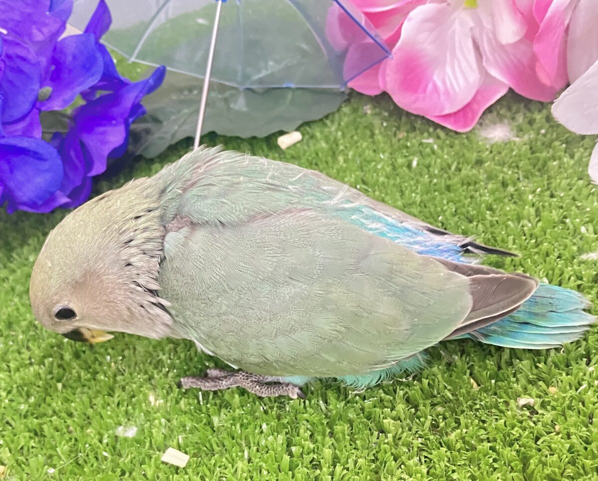 kirakira凛と∗*゚森の木漏れ日ᐟᐟ🌳⋆⁎コザクラインコ(色変わり/2026年5月中旬生まれ) コザクラインコ(小桜インコ)