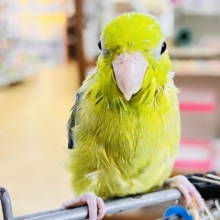 画像更新☆グリーンハート💚ｶﾞｵｶﾞｵ☆マメルリハ（グリーンパイド）の男の子‼︎