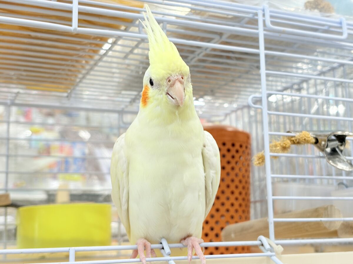 オカメインコ
