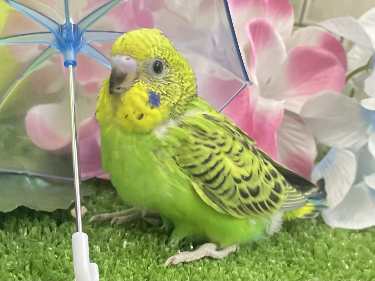 ✨最新画像✨奏でてはなまる💮みどり〜丸っ!🌿⋆*セキセイインコ(グリーンオパーリン/2026年5月生まれ) セキセイインコ