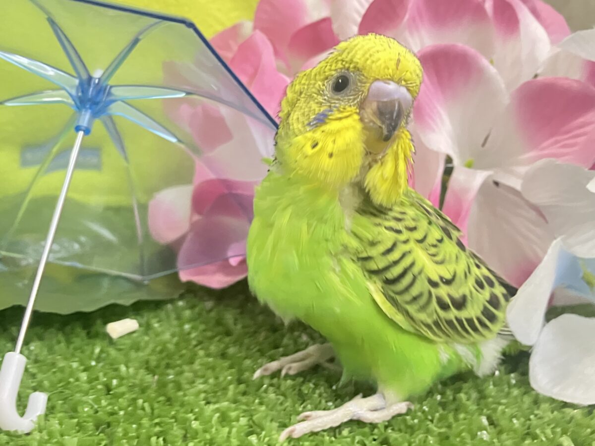 ✨最新画像✨奏でてはなまる💮みどり〜丸っ!🌿⋆*セキセイインコ(グリーンオパーリン/2026年5月生まれ) セキセイインコ