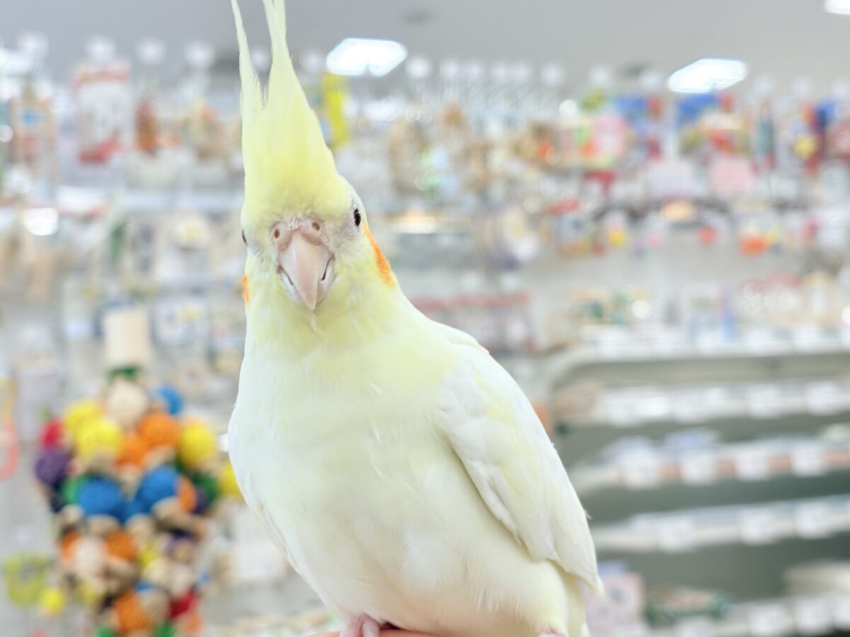 オカメインコ