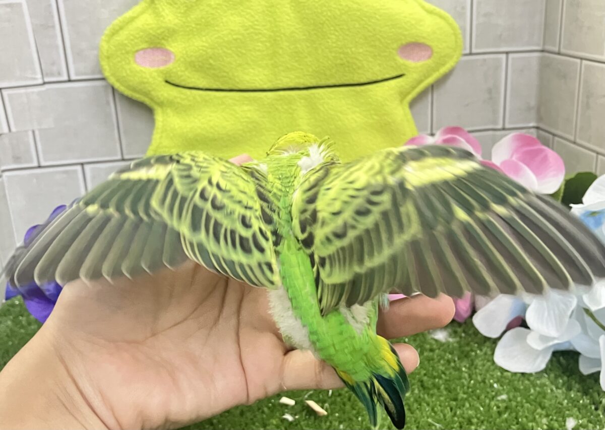 ✨最新画像✨奏でてはなまる💮みどり〜丸っ!🌿⋆*セキセイインコ(グリーンオパーリン/2026年5月生まれ) セキセイインコ
