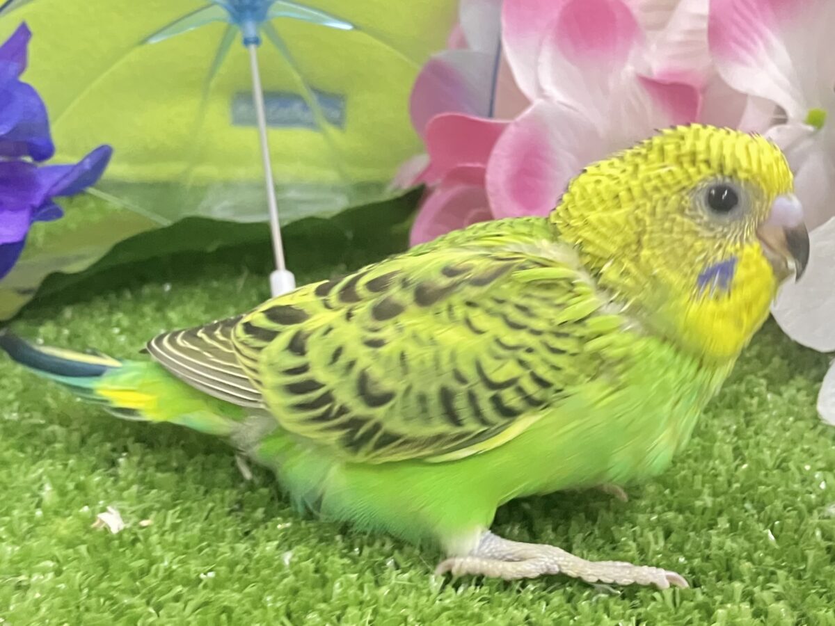 ✨最新画像✨奏でてはなまる💮みどり〜丸っ!🌿⋆*セキセイインコ(グリーンオパーリン/2026年5月生まれ) セキセイインコ
