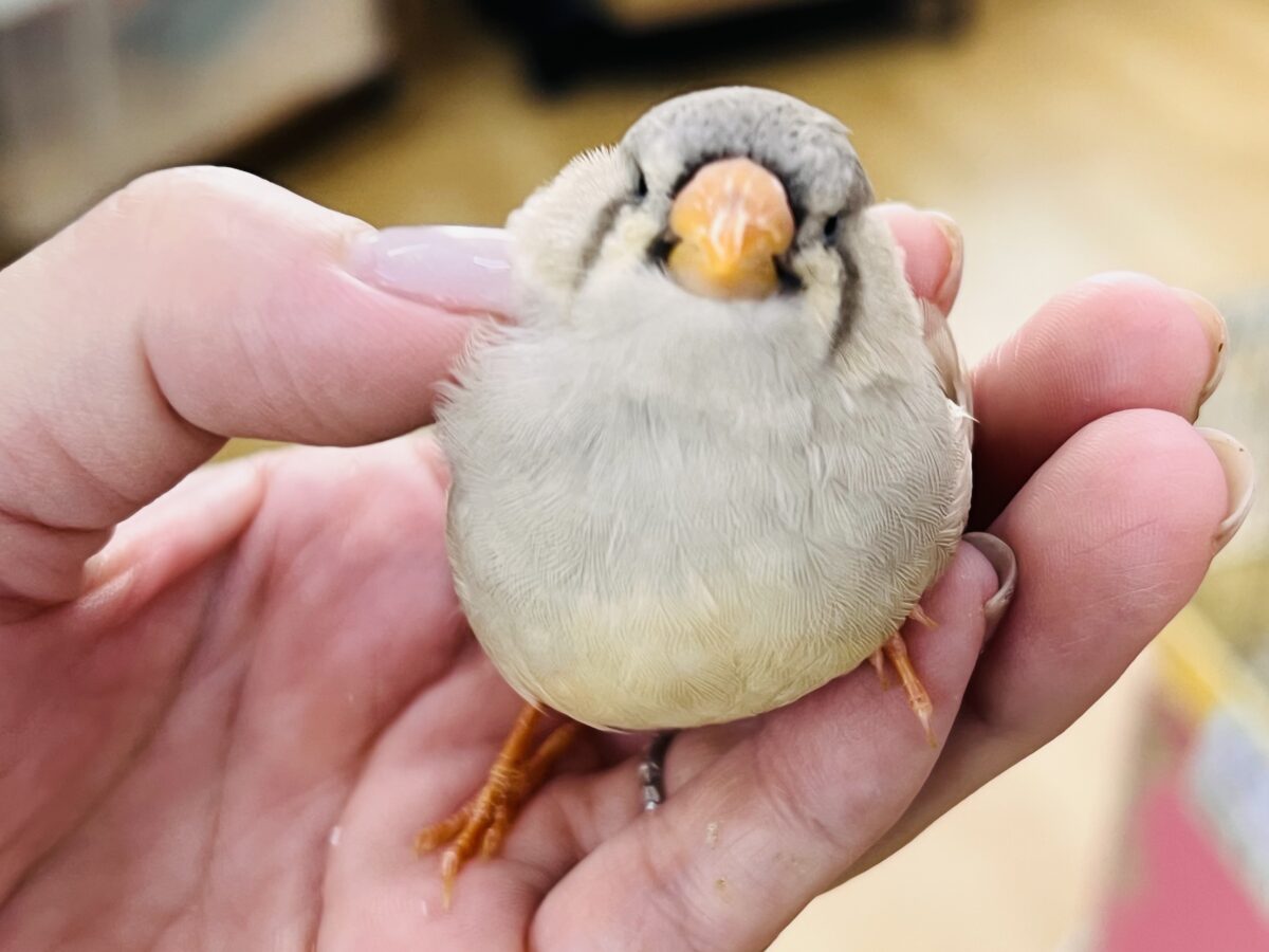 ジャンボキンカチョウ