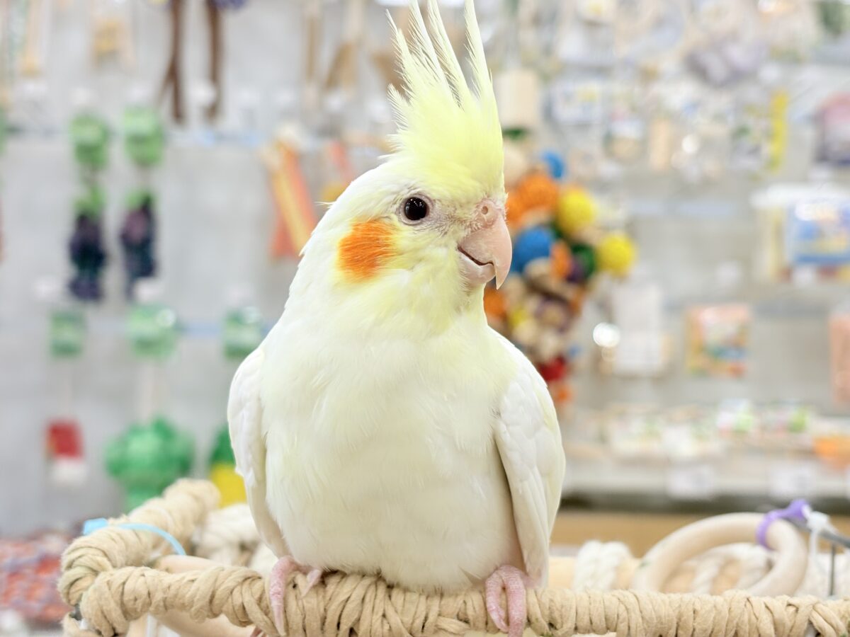 オカメインコ
