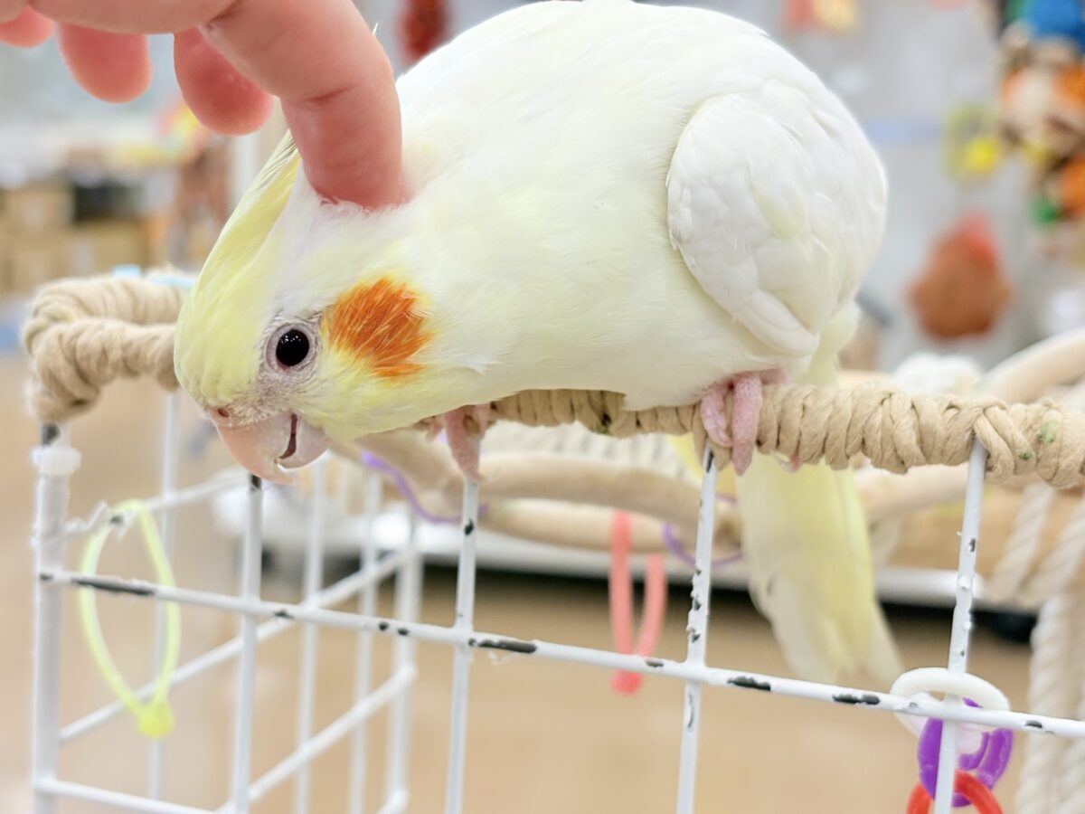オカメインコ