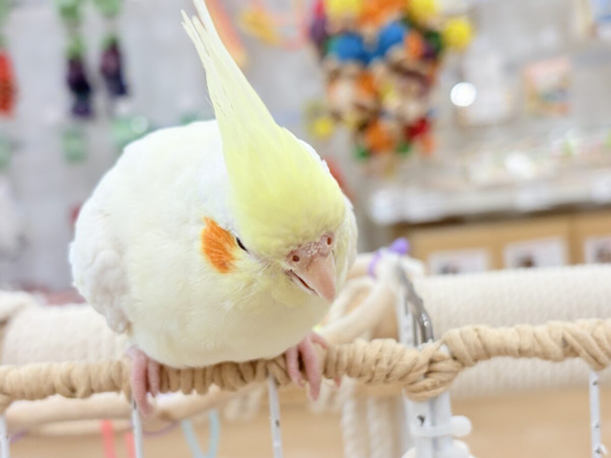 オカメインコ